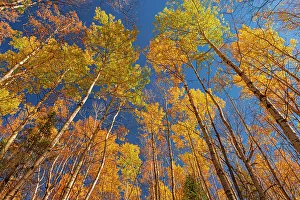 Images Dated 19th December 2022: Canada, Manitoba, Duck Mountain Provincial Park. Yellow aspen trees leaves in autumn