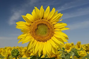 Canada, Manitoba, Dugald. Close-up of sunflower