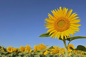 Manitoba Prints: Canada, Manitoba, Dugald. Close-up of sunflower