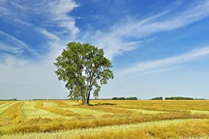 Canada, Manitoba, Dugald. Cottonwood tree in canola crop field