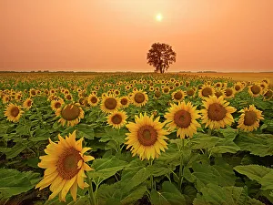 Sunflower Prints: Canada, Manitoba, Dugald. Field of sunflowers and cottonwood tree at sunset