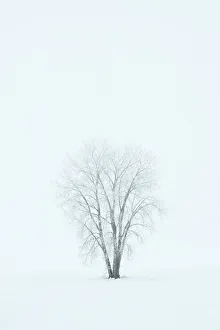 Manitoba Prints: Canada, Manitoba, Dugald. Hoarfrost, covered plains cottonwood tree in fog