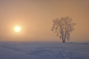 Prints of Canada, Manitoba, Dugald. Hoarfrost covered cottonwood tree in fog at sunrise. Credit as: Mike Grandmaison / Jaynes Gallery / DanitaDelimont. com Images Dated 2020 February: Canada, Manitoba, Dugald. Hoarfrost covered cottonwood tree in fog at sunrise
