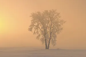 Images Dated 16th March 2018: Canada, Manitoba, Dugald. Hoarfrost covered cottonwood tree in fog at sunrise
