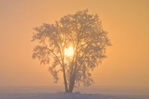 Images Dated 16th March 2018: Canada, Manitoba, Dugald. Hoarfrost covered cottonwood tree in fog at sunrise