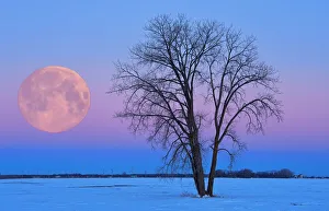 Manitoba Prints: Canada, Manitoba, Dugald. Full moon and cottonwood tree at dawn