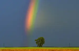 Striking Prints: Canada, Manitoba, Dugald. Rainbow and cottonwood tree after a storm