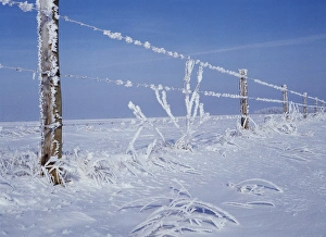 Horizon Over Land Prints: Canada, Manitoba, Dugald, View of hoarfrost and fence