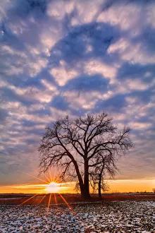 Images Dated 25th May 2021: Canada, Manitoba, Grande Pointe. Cottonwood tree and clouds at sunset
