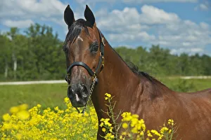Farm Animal Prints: Canada, Manitoba, Grosse Isle. Arabian horse in canola field