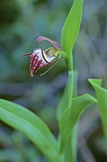Canada, Manitoba, Gypsumville. Ram s-head lady s-slipper flower close-up