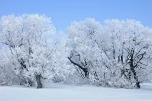 Hoarfrost Prints: Canada, Manitoba, Hazelridge. Hoarfrost-covered trees