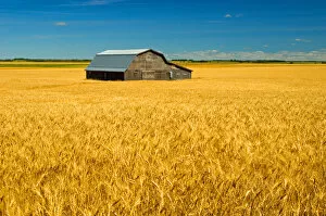 Images Dated 22nd August 2005: Canada, Manitoba, Holland. Barn and wheat field