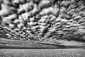 Images Dated 8th August 2013: Canada, Manitoba, Holland. Wheat crop and cloud patterns