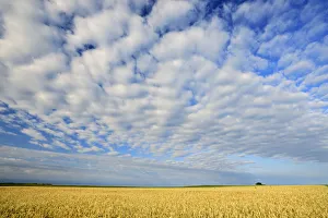 Images Dated 8th August 2013: Canada, Manitoba, Holland. Wheat crop and clouds