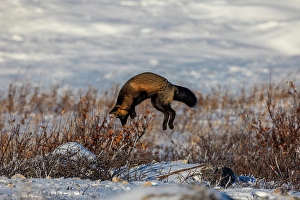 Manitoba Prints: Canada, Manitoba, Hudson Bay. Cross fox hunting for underground rodent