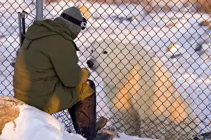 Churchill Prints: Canada, Manitoba, Hudson Bay. Curious polar bear checks out person through a fence