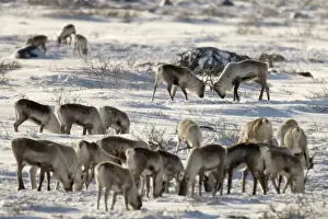 Sparring Prints: Canada, Manitoba, Hudson Bay. Two male caribou butting heads within their herd
