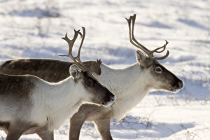 Reindeer Prints: Canada, Manitoba, Hudson Bay. Profile of two caribou