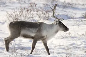Images Dated 9th November 2008: Canada, Manitoba, Hudson Bay. Profile of a caribou in snowy landscape