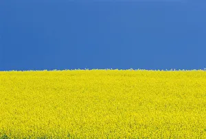 Industry Prints: Canada, Manitoba, Killarney. Field of canola flowers and blue sky