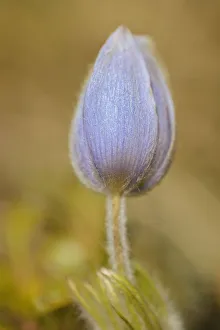 Images Dated 6th November 2020: Canada, Manitoba, Libau. Prairie crocus flower close-up