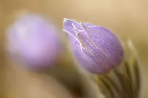 Images Dated 15th April 2020: Canada, Manitoba, Libau. Prairie crocus flower close-up