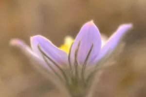 Images Dated 5th November 2020: Canada, Manitoba, Libau. Prairie crocus flower close-up
