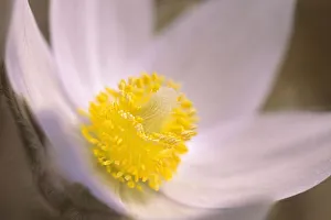 Canada, Manitoba, Mars Hill Wildlife Management Area. Detail of prairie crocus flower