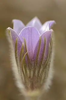 Canada, Manitoba, Mars Hill Wildlife Management Area. Detail of prairie crocus flower