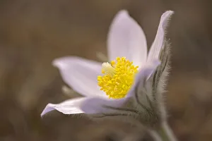 Canada, Manitoba, Mars Hill Wildlife Management Area. Detail of prairie crocus flower