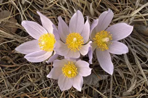 Images Dated 15th April 2020: Canada, Manitoba, Mars Hill Wildlife Management Area. Close-up of prairie crocus flowers