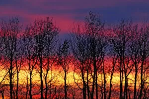 Images Dated 8th November 2007: Canada, Manitoba, Matclock. Trees and cloud patterns at sunrise