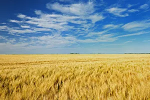 Barley Prints: Canada, Manitoba, Myrtle. Crop field of two-row barley