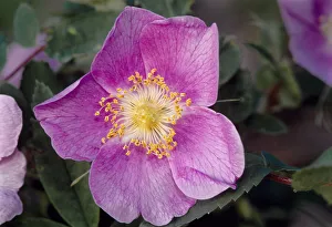 Images Dated 6th November 2020: Canada, Manitoba, Nopiming Provincial Park. Pink rose blossom close-up
