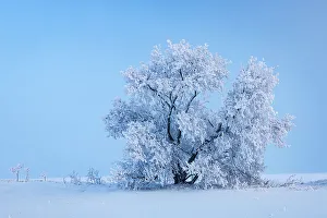 Manitoba Prints: Canada, Manitoba, Oakbank. Hoarfrost-covered maple trees