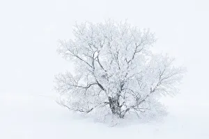 Manitoba Prints: Canada, Manitoba, Oakbank. Hoarfrost-covered maple trees