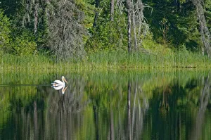 Images Dated 19th March 2019: Canada, Manitoba, The Pas. American white pelican on lake