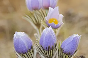 Images Dated 15th April 2020: Canada, Manitoba. Prairie crocus flowers close-up