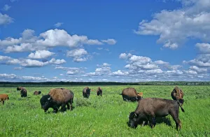 Images Dated 21st April 2020: Canada, Manitoba, Riding Mountain National Park. Herd of American plains bison grazing
