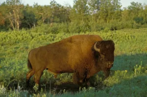 Images Dated 21st April 2020: Canada, Manitoba, Riding Mountain National Park. Close-up of male American plains bison