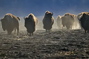 Images Dated 21st April 2020: Canada, Manitoba, Riding Mountain National Park. Herd of American plains bison on burned
