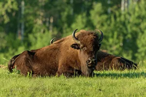 Images Dated 24th April 2022: Canada, Manitoba, Riding Mountain National Park. Plains bison adults resting in grass