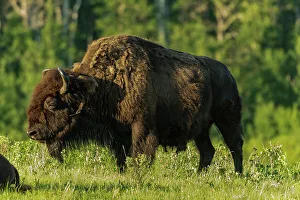 Images Dated 24th April 2022: Canada, Manitoba, Riding Mountain National Park. Plains bison adult standing in grass