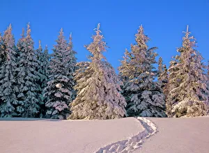Manitoba Prints: Canada, Manitoba, Riding Mountain National Park. Moose tracks in snow leading into forest