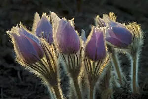 Images Dated 29th April 2004: Canada, Manitoba, Sandilands Provincial Forest. Hoarfrost-coated prairie crocus. Credit as