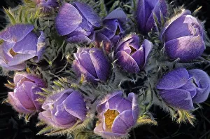 Images Dated 15th April 2020: Canada, Manitoba, Sandilands Provincial Forest. Prairie crocus flowers close-up