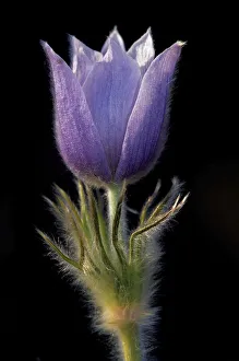 Images Dated 5th November 2020: Canada, Manitoba, Sandilands Provincial Forest. Prairie crocus flower close-up