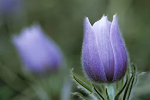 Images Dated 15th April 2020: Canada, Manitoba, Sandilands Provincial Forest. Prairie crocus flower close-up