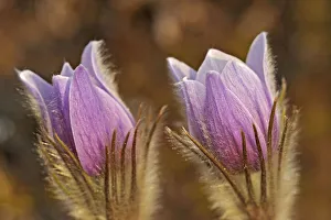 Images Dated 15th April 2020: Canada, Manitoba, Sandilands Provincial Forest. Prairie crocus flowers close-up